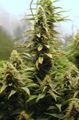 BLACK BOMB & CRYSTAL QUEEN