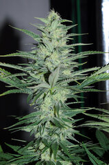 BLACK BOMB & CRYSTAL QUEEN