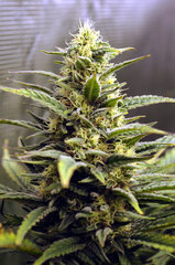 BLACK BOMB & CRYSTAL QUEEN