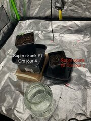 Super skunk WSS