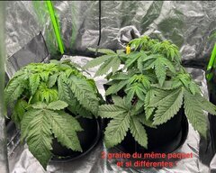 Super skunk 12/12 + 9 jours