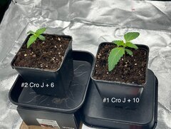 Super skunk WSS