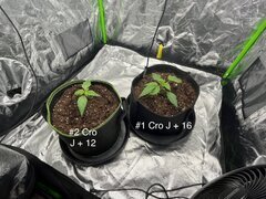 Super skunk WSS