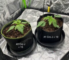 Super skunk WSS