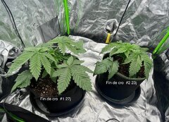 Super skunk WSS