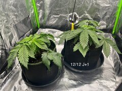 Super skunk WSS