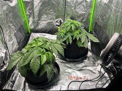 Super skunk WSS