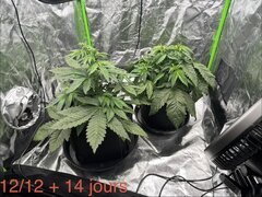 X2 super skunk Weedseedshop