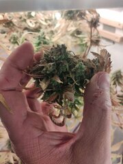 IMG_20251209_174620.jpg