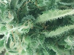 IMG_20251212_075401.jpg