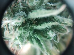 IMG_20251212_075528.jpg