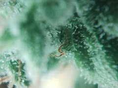IMG_20251212_075551.jpg