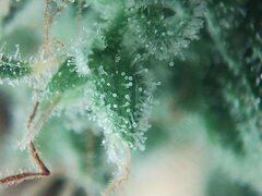 IMG_20251212_075555.jpg