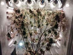 IMG_20251215_102245.jpg