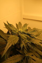 Northern Lights régulière de Sensi Seeds