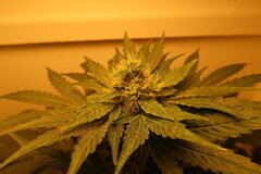 Northern Lights régulière de Sensi Seeds