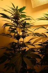 Nothern Lights régulière de Sensi Seeds