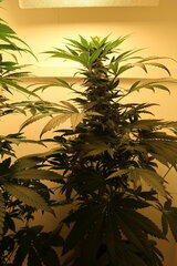 Northern Lights régulière de Sensi Seeds
