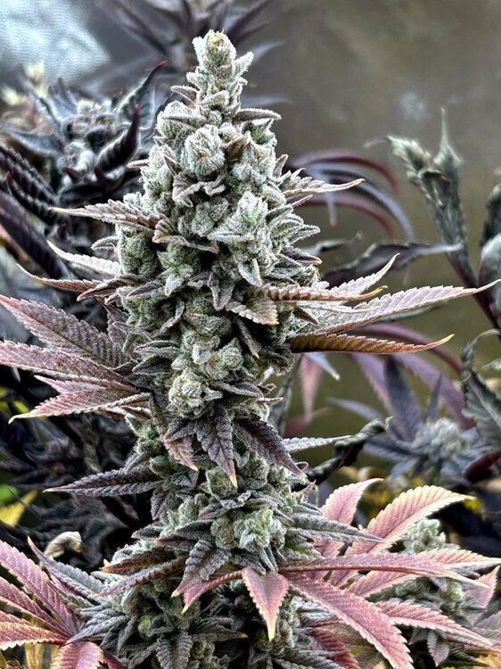 CW Photo du mois de janvier 2026 -scrog- Backyard banana's.jpeg