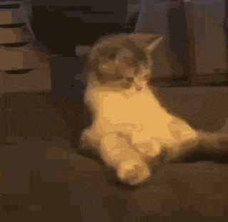 cat molle.gif