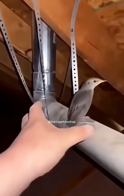 9GAG oiseau.png
