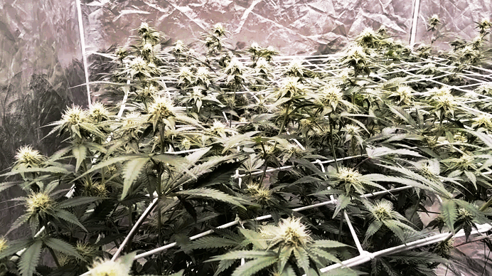 ezgif.com-animated-gif-maker.gif.956823eb98d588ac14ec423fa0c3d495.gif