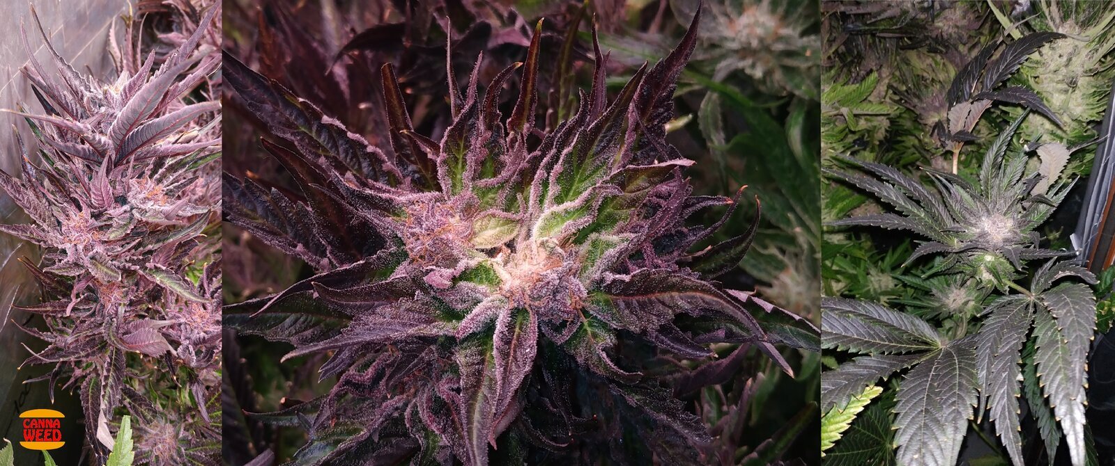 Hydroponie NFT - Green crack et Purple queen (Substrat fibre PET)