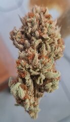 Biscotti mintz bud.jpg