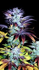 FLO+77  Agent Orange x Temple Cake 4 Bud .JPG