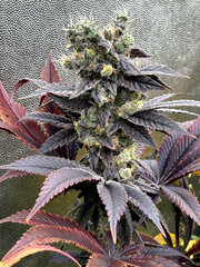 FLO+69 Scrog Cut x Grande Gotti.jpeg