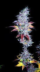 FLO+77  Green Poison x Cherrytini 4 Bud .JPG