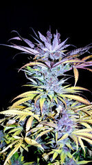 FLO+77  UK Chesse x Tartare Dragon 3 Bud.JPG