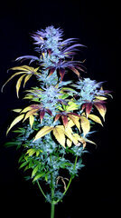 FLO+77  Agent Orange x Temple Cake 4 .JPG