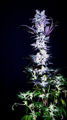 FLO+77  Scrog Cut x Grande Gotti 1 .JPG