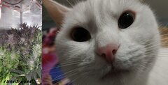 Tu aimes les gougouttes ?