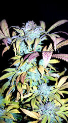 FLO+77  UK Chesse x Tartare Dragon 2 Bud.JPG