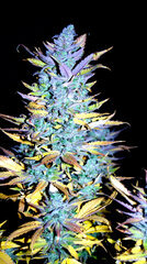 FLO+77  UK Chesse Exodus Bud .JPG