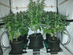 FLO +27, FF, ZD, FLP