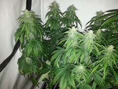FLO +32, JACK EL FRUTERO, PHILOSOPHER SEEDS