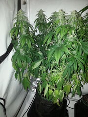 FLO +32, JACK EL FRUTERO, PHILOSOPHER SEEDS