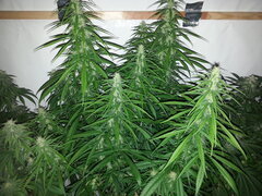 FLO +32, GOLDEN TIGER 3rd VERSION, ACE SEEDS
