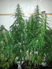 FLO +32, GOLDEN TIGER 3rd VERSION, ACE SEEDS