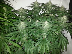 FLO +32, ELEVEN ROSES, DELICIOUS SEEDS