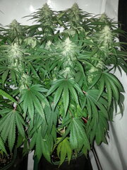 FLO +32, ELEVEN ROSES, DELICIOUS SEEDS