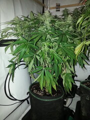 FLO +32, FIZZY FUEL, BLUEDOG GENETICS