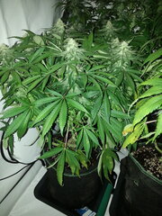 FLO +32, FIZZY FUEL, BLUEDOG GENETICS