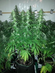 FLO +32, ZAMALDELICA, ACE SEEDS
