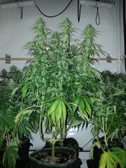 FLO +32, ZAMALDELICA, ACE SEEDS