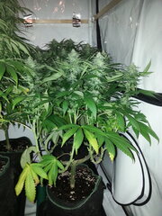 FLO +32, FROSTY'S LEMON PIE, CALIFROSTY