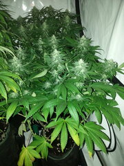 FLO +32, FROSTY'S LEMON PIE, CALIFROSTY